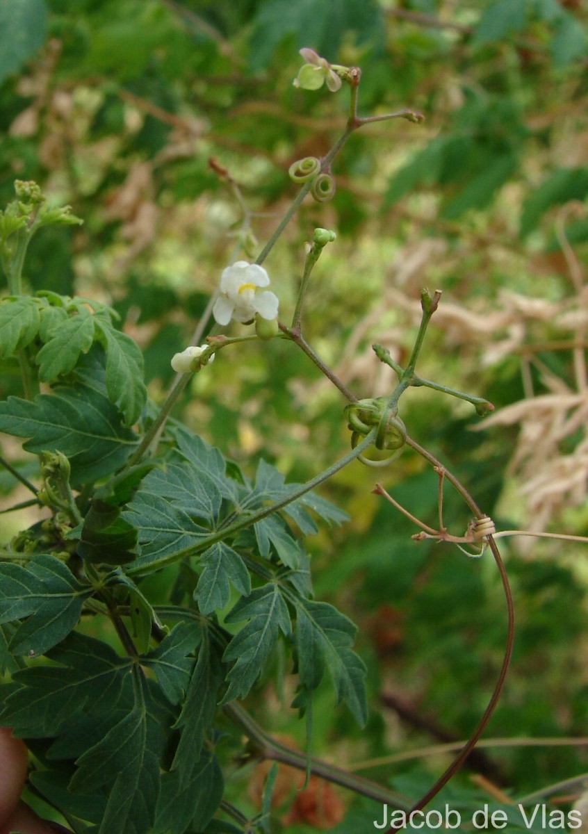 Cardiospermum halicacabum L.